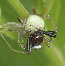ground crab spider (Xysticus sp.)