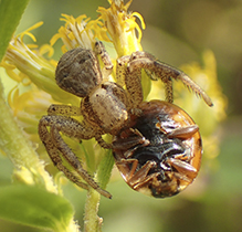 ground crab spider (Xysticus sp.)