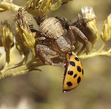 ground crab spider (Xysticus sp.)