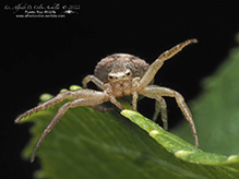 ground crab spider (Xysticus sp.) ground crab spider (Xysticus sp.)