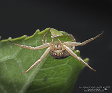 ground crab spider (Xysticus sp.) ground crab spider (Xysticus sp.)