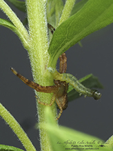 ground crab spider (Xysticus sp.) ground crab spider (Xysticus sp.)