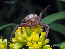 ground crab spider (Xysticus sp.) ground crab spider (Xysticus sp.)