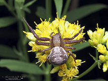 ground crab spider (Xysticus sp.) ground crab spider (Xysticus sp.)