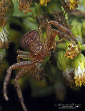 ground crab spider (Xysticus sp.) ground crab spider (Xysticus sp.)