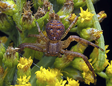 ground crab spider (Xysticus sp.) ground crab spider (Xysticus sp.)