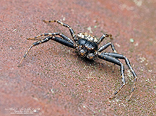 ground crab spider (Xysticus sp.) ground crab spider (Xysticus sp.)