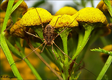 harvestman (order Opiliones)