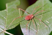 harvestman (Leiobunum sp.)