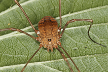 harvestman (Leiobunum sp.)