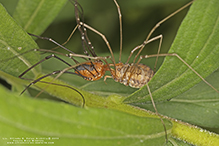 harvestman (Leiobunum sp.)