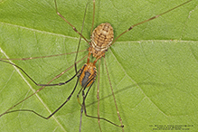 harvestman (Leiobunum sp.)