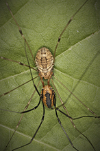 harvestman (Leiobunum sp.)
