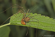 harvestman (Leiobunum sp.)