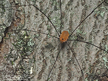 harvestman (Leiobunum sp.)