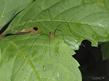 harvestman (Leiobunum sp.)