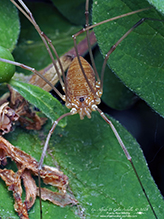 harvestman (Leiobunum sp.)