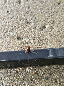 harvestman (Leiobunum sp.)