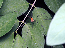 harvestman (Leiobunum sp.)