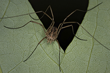 harvestman (order Opiliones)