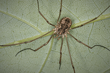 harvestman (order Opiliones)