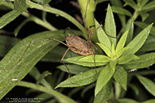 harvestman (order Opiliones)