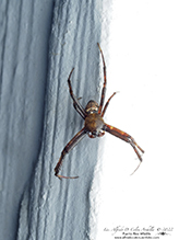 heptagonal orbweaver