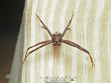 heptagonal orbweaver