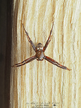 heptagonal orbweaver
