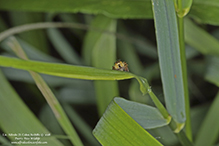 jumping spider (family Salticidae)