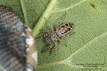 jumping spider (family Salticidae)