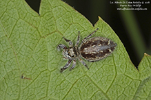 jumping spider (family Salticidae)