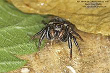 jumping spider (family Salticidae)