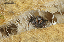 jumping spider (family Salticidae)