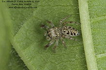 jumping spider (family Salticidae)