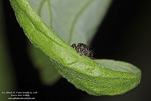jumping spider (family Salticidae)