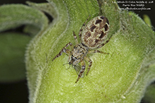 jumping spider (family Salticidae)