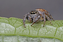 jumping spider (family Salticidae)