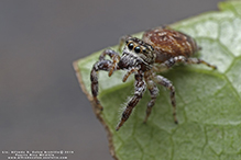 jumping spider (family Salticidae)