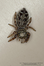 jumping spider (family Salticidae)
