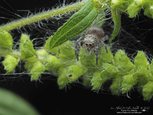 jumping spider (family Salticidae)