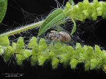 jumping spider (family Salticidae)