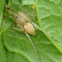 long-legged ghost spider