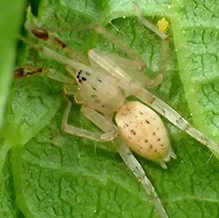 long-legged ghost spider