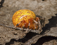marbled orbweaver