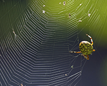 marbled orbweaver
