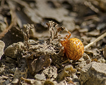 marbled orbweaver