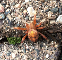 marbled orbweaver