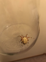 marbled orbweaver