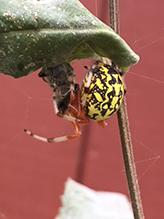 marbled orbweaver